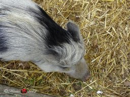 Ostersonntagspaziergang durch den Böhmischen Prater